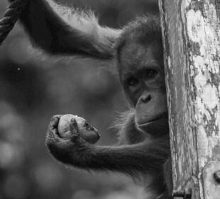 黑白色调中的猩猩特写
