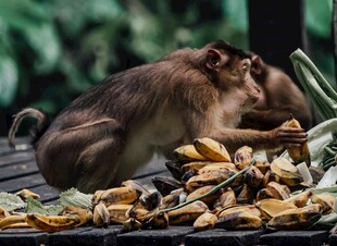 猴子享用丰盛水果大餐
