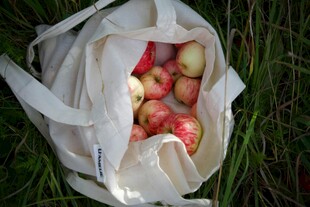 草地上装满苹果的布袋子