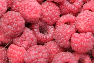 新鲜饱满的树莓果实