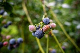 成熟蓝莓挂于枝头