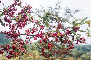 枝头红果 自然清新景致