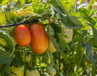 枝头挂着的饱满西红柿