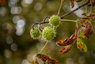 枝头青果与枯叶的景致