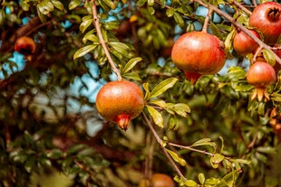 枝头红石榴 秋日好风光