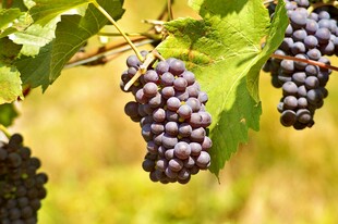 枝头紫葡萄 饱满诱人