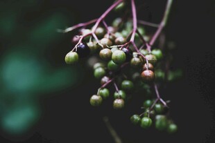 绿果串串挂枝头