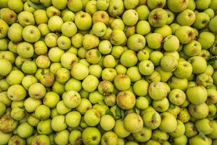 青绿色果实密集排列