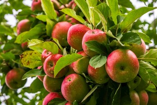 枝头硕果累累的红苹果