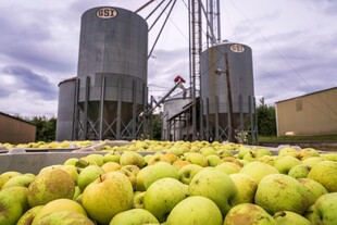 果园旁的大型储粮罐与果实