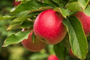 枝头红苹果 鲜嫩诱人