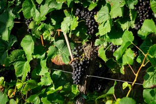 阳光下的葡萄藤与果实