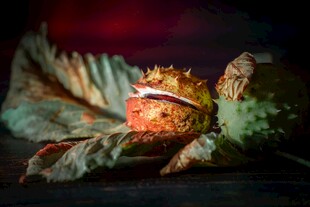 剥开的板栗与翠绿叶片