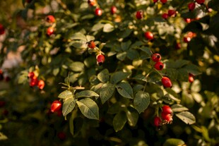 阳光下的红果绿叶植物