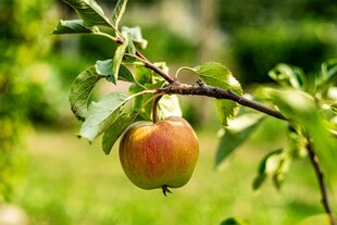枝头红苹果 绿意相伴