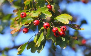 枝头红果绿叶相映成趣