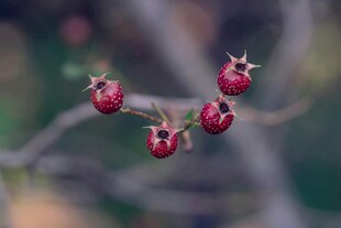 枝头红果 尽显自然之美