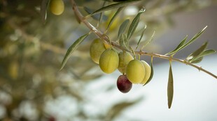 枝头青橄榄与红果