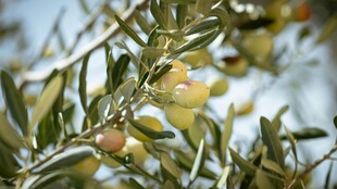 橄榄树枝上的青涩果实