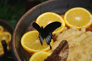 碗中蝴蝶与切片橙子