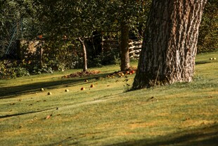 阳光草地旁的树木与飞鸟