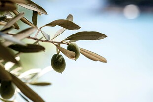 橄榄枝上的青橄榄