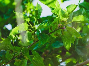 阳光下的翠绿植物枝叶