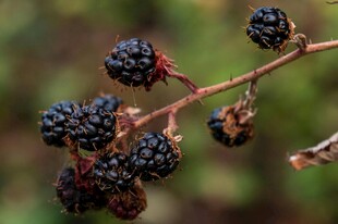 黑刺莓果实挂于枝头