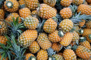 一堆新鲜诱人的菠萝