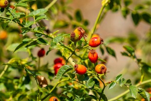 枝头红果 尽显自然生机