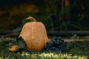 草地上的南瓜与葡萄