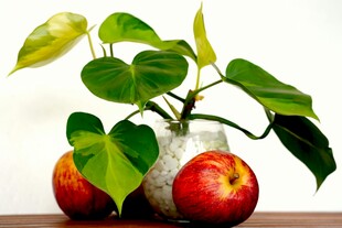 绿叶红果装点的清新静物