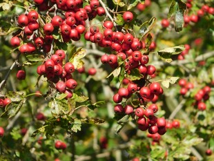 红果满枝的植物景观
