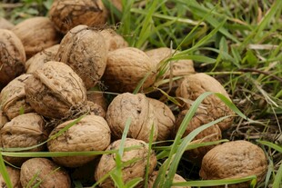 草地上的一堆核桃