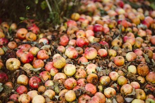 地上堆积的多彩成熟果实