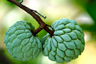 两颗释迦果挂在枝头