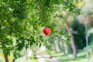 枝头红果映绿意