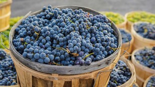 木桶中饱满的新鲜蓝莓