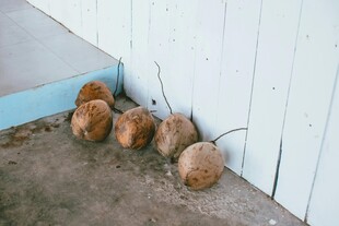 墙角处的几只棕色小鸡