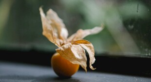 窗边的干枯柿子果实