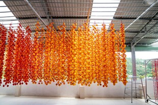 室内悬挂晾晒多彩果蔬干