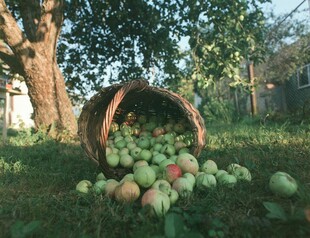 树下木桶旁散落的新鲜苹果