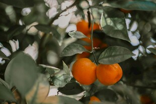 枝头饱满的橙色果实