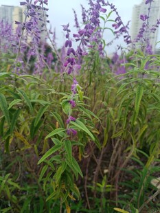 紫色花卉绽放的美丽景致