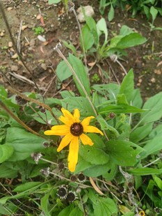 黄色黑心菊绽放于草丛