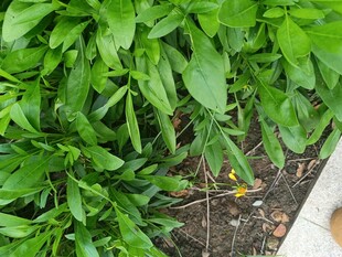 绿叶植物近景特写