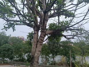 粗壮树干的茂盛树木