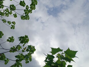 仰视绿叶与蓝天白云