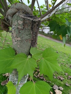树干上奇特的瘤状突起