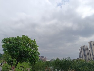 城市绿树与高楼的天际线